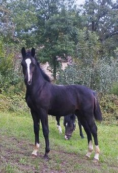 Hřebeček po CAPITANO schweres warmblut