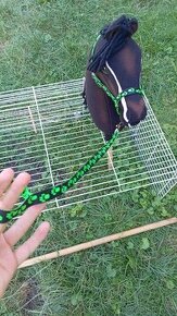 Hobby horse ohlavka - 1