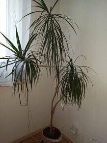 Palma 180 cm - 1
