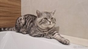 KRYTÍ WHISKAS BRITSKÝ KOCOUR - ČISTOKREVNÝ, ZKUŠENNÝ