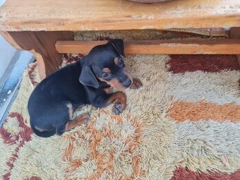 Prodám trpasličí pinč krysařík ratlík Zwergpinscher. - 1