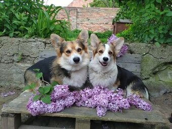 Welsh Corgi Pembroke, s PP FCI, NATURAL BOB