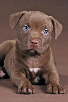 American bully