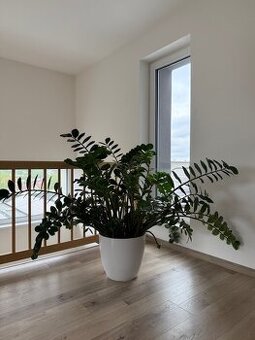 Zamioculcas výška 110 cm, průměr 150 cm