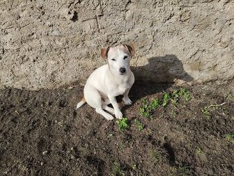 Jack Russell teriér