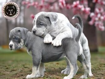 American Bully XL / XXL