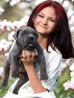American Bully XL / XXL - 1