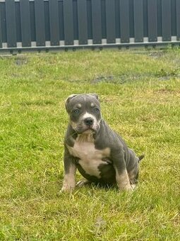 American Bully XL / XXL