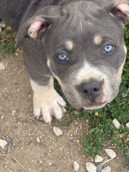 American Bully XL / XXL