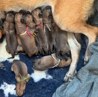 Štěně belgického ovčáka malinois s PP