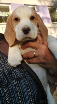 Beagle pejsek s PP