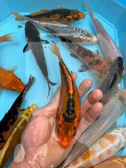 Koi kapři - 1