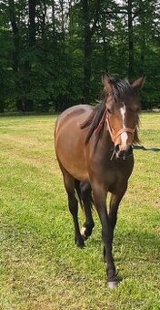 Arab/Welsh pony