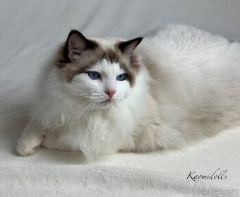 Ragdoll s PP