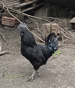 Ayam Cemani