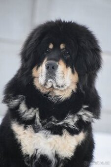 Štěňátka - Tibetská doga - s PP