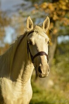 Tříletý atraktivní valach - 1