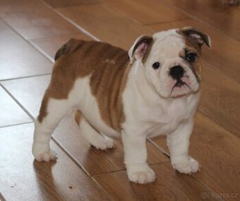 Anglický buldok s PP