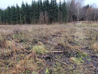 Brigáda - sklizeň japonského topolu