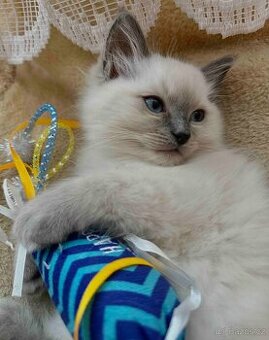 Ragdoll kotě, kocour bez PP