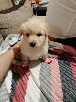 Zlatý retrívr štěně Fenka