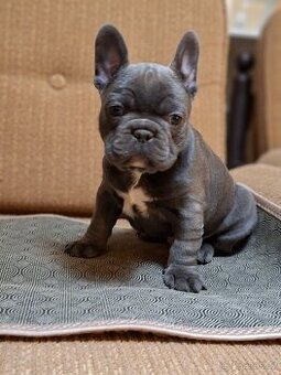 Francouzský buldoček modrý - 1