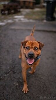 Baroš - mini kříženec bull, aktivní, 7 let