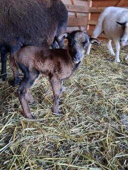 Jehně kamerunské ovce