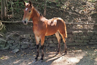 Hřebec original Knabstrupper