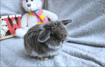 zakrslý beránek MINILOP 💙