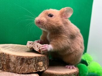 Křeček sýrský / krecek syrsky