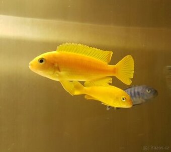 Prodám tlamovce z jezera Malawi