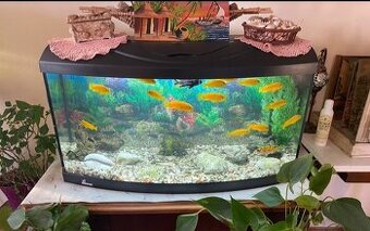 KOUPÍM  akvárium dle foto