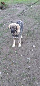 Šarplaninsky pastevecký pes s PP - fenečka