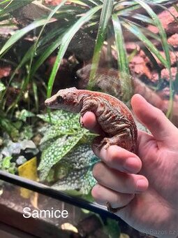 Pagekoni (Rhacodactylus auriculatus )