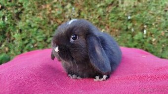 Zakrslý beránek, králíček, králík - DENIS