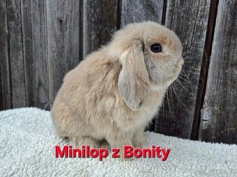 Minilop sameček
