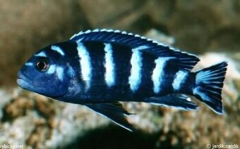 Chov Malawi cichlid již 30 let