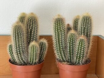 Nabízím dva nádherné kaktusy - výška cca 25 cm