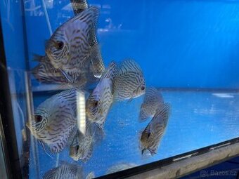 Terčovec discus - 1
