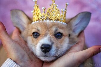 Fenka Welsh Corgi Pembroke s PP