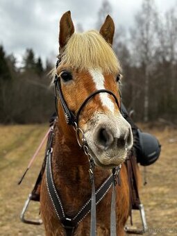 Hafling valach 10r. - 1