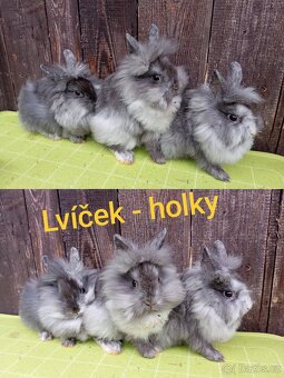 Zakrslý lvíček rhönský a teddy