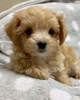 Maltipoo