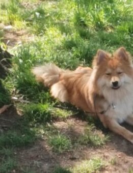 Pomeranian