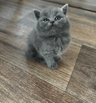 Britská modrá koťátka