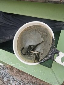 Nasada pstruha duhového a jesetera sibiřského.