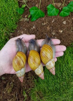 Africký šneci Lissachatina zanzibarica typ 4 dospělci