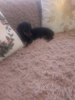 Jezevčík trpasličí