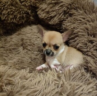 Čivava štěňátka s PP